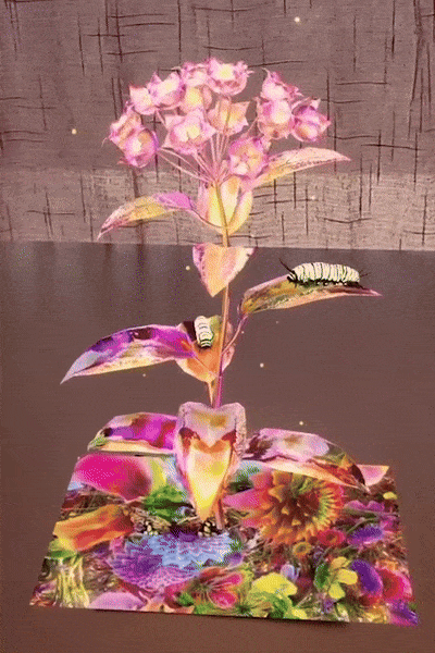 Timeless Butterflies — Renewed